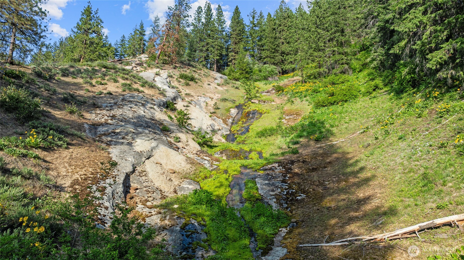 4265 Highway 97 Peshastin, WA 98847 - Photo 31 of 38 a view of a lush green forest with lots of trees