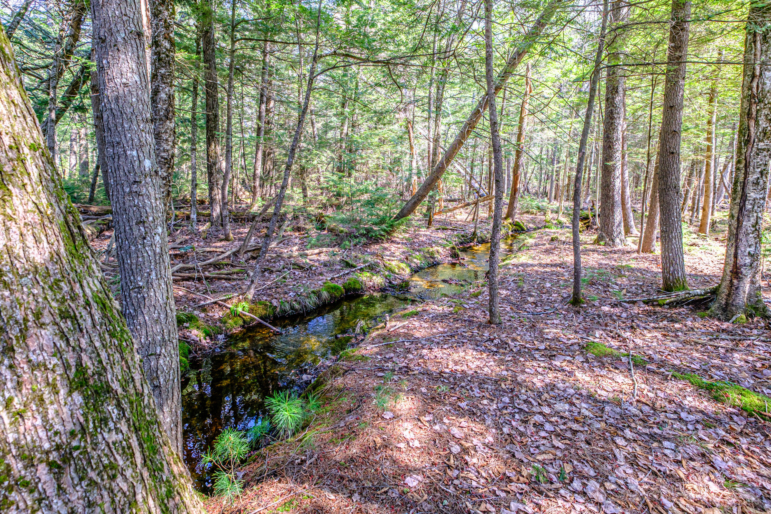 121 West Shore Road Sebago, ME 04029 - Photo 60 of 65 20260504gp-60074