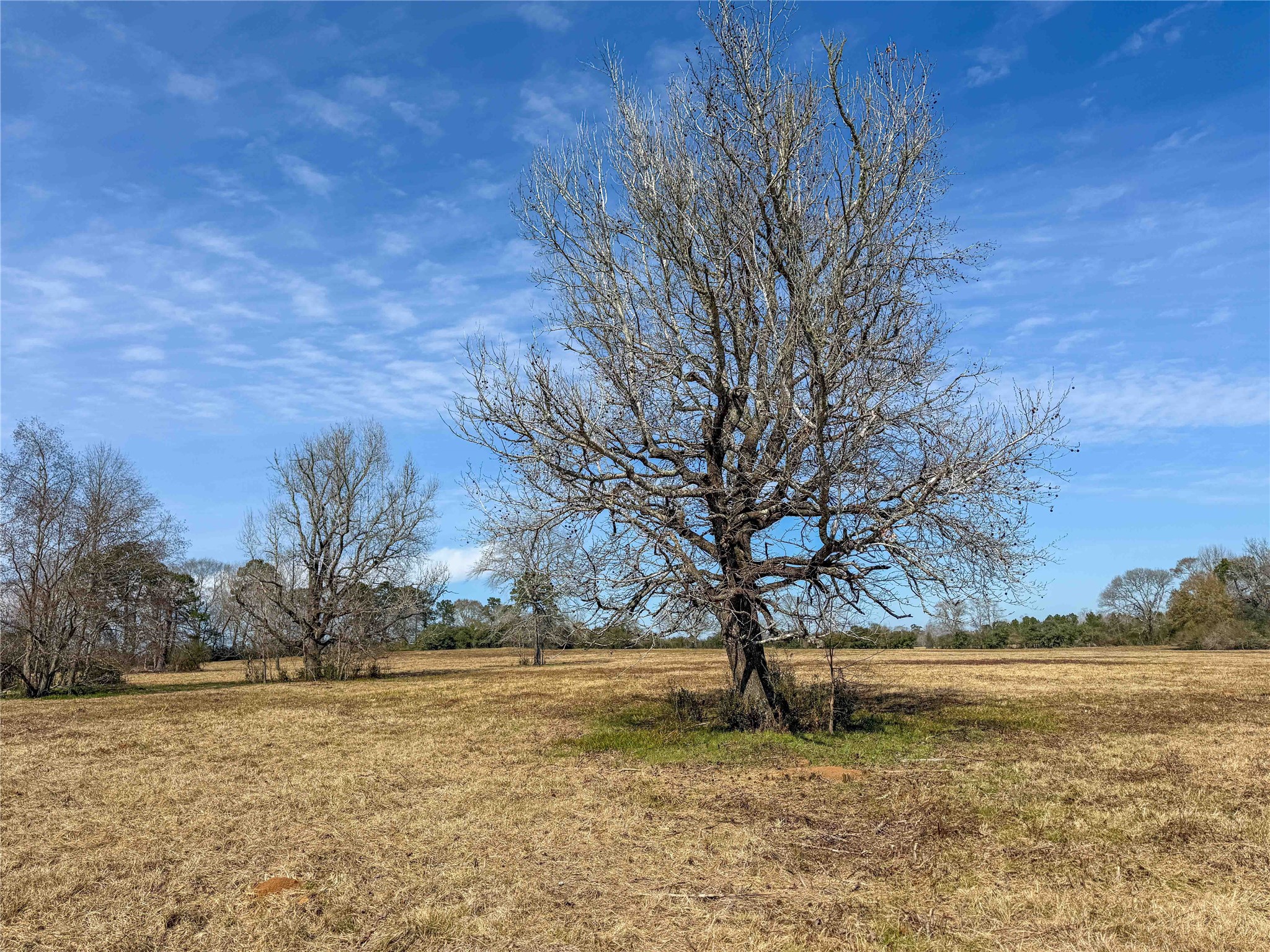 4 County Road 2780 Colmesneil, TX 75938 - Photo 24 of 50 a view of a yard with an trees