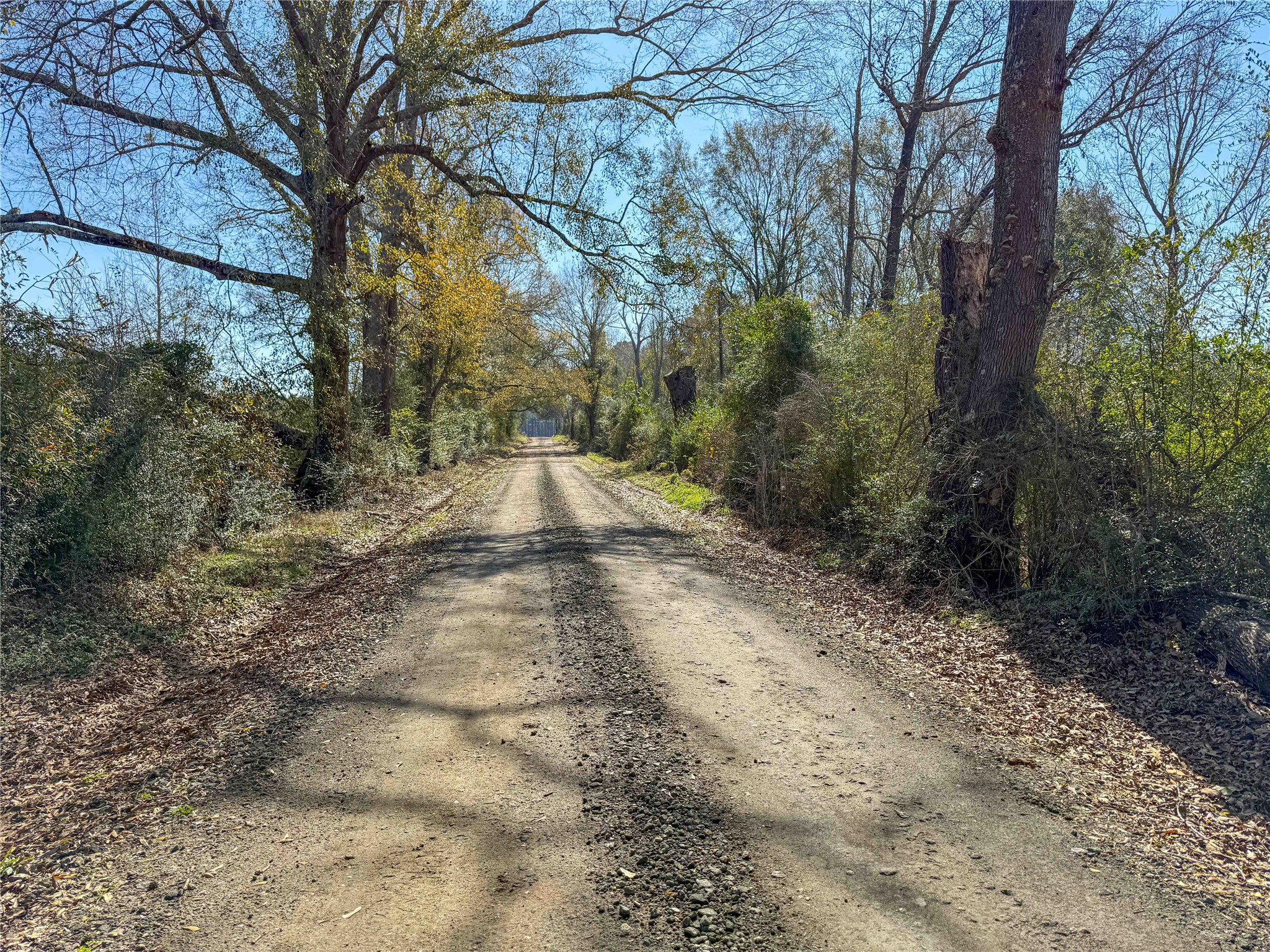 4 County Road 2780 Colmesneil, TX 75938 - Photo 25 of 50 a view of backyard with green space