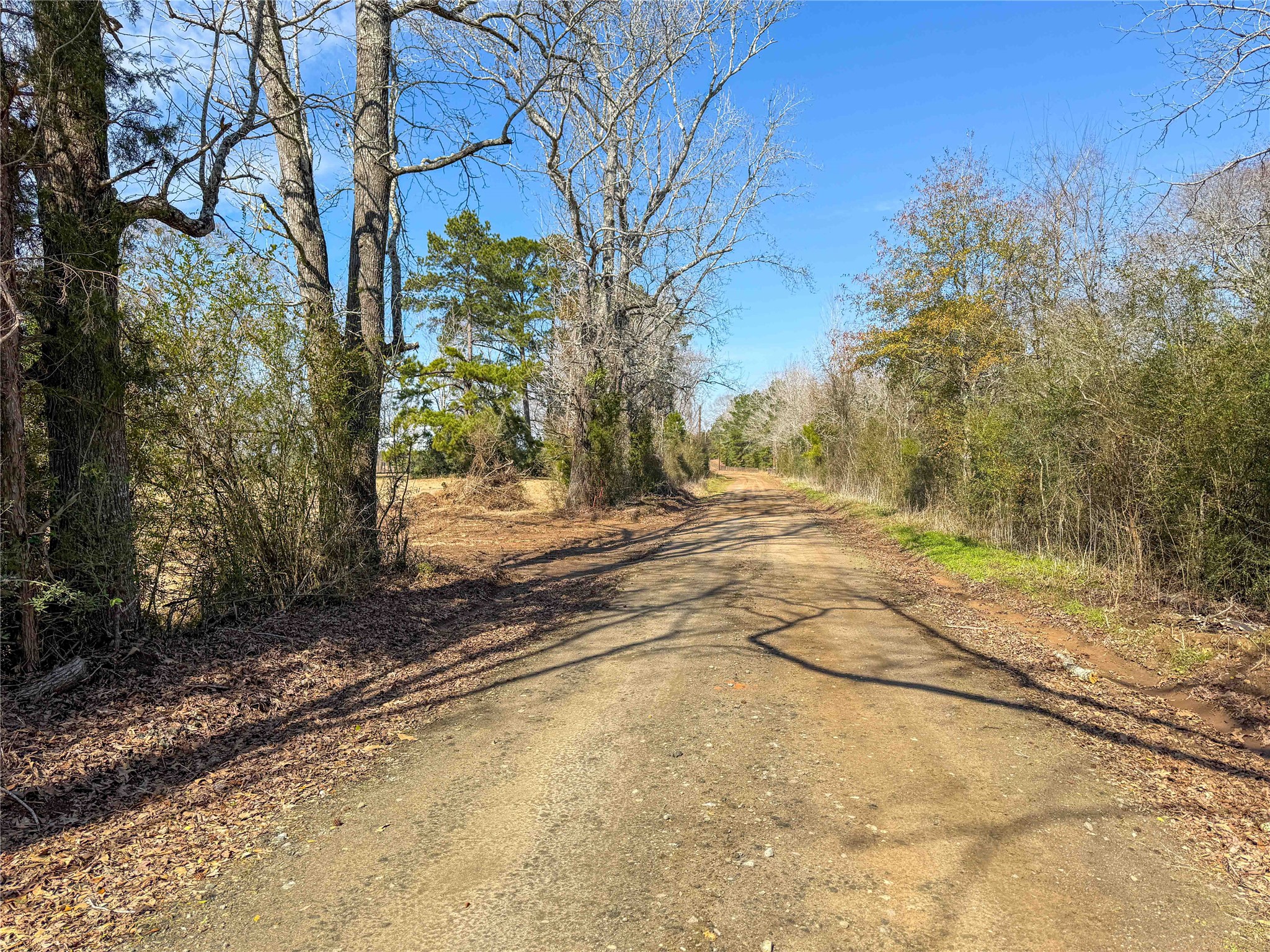 4 County Road 2780 Colmesneil, TX 75938 - Photo 26 of 50 a view of backyard space