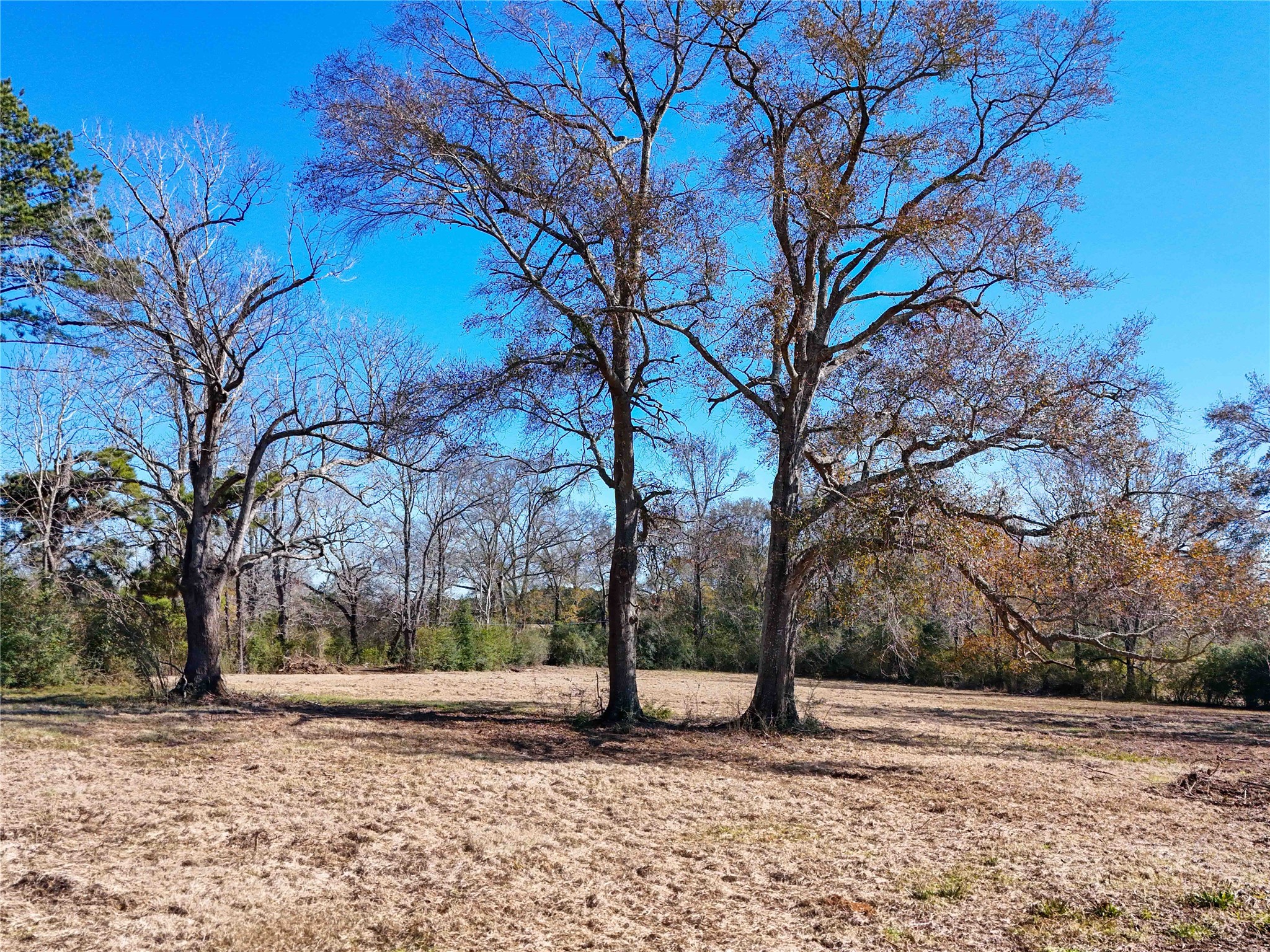 4 County Road 2780 Colmesneil, TX 75938 - Photo 40 of 50 a view of a yard with a tree