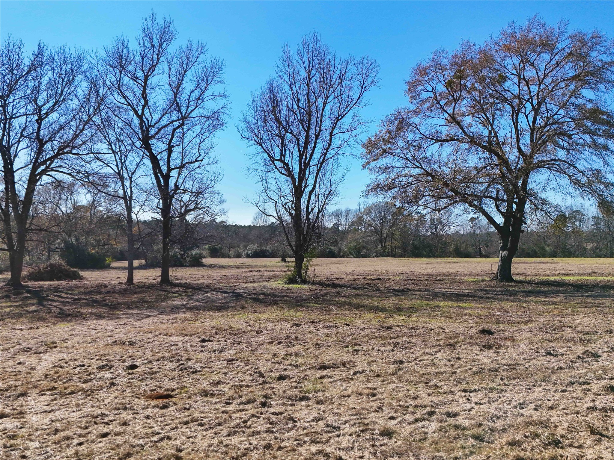 4 County Road 2780 Colmesneil, TX 75938 - Photo 44 of 50 a view of dirt yard with a tree