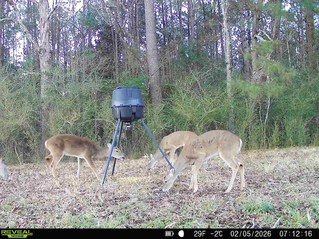 4 County Road 2780 Colmesneil, TX 75938 - Photo 49 of 50 a backyard of a house with table and chairs