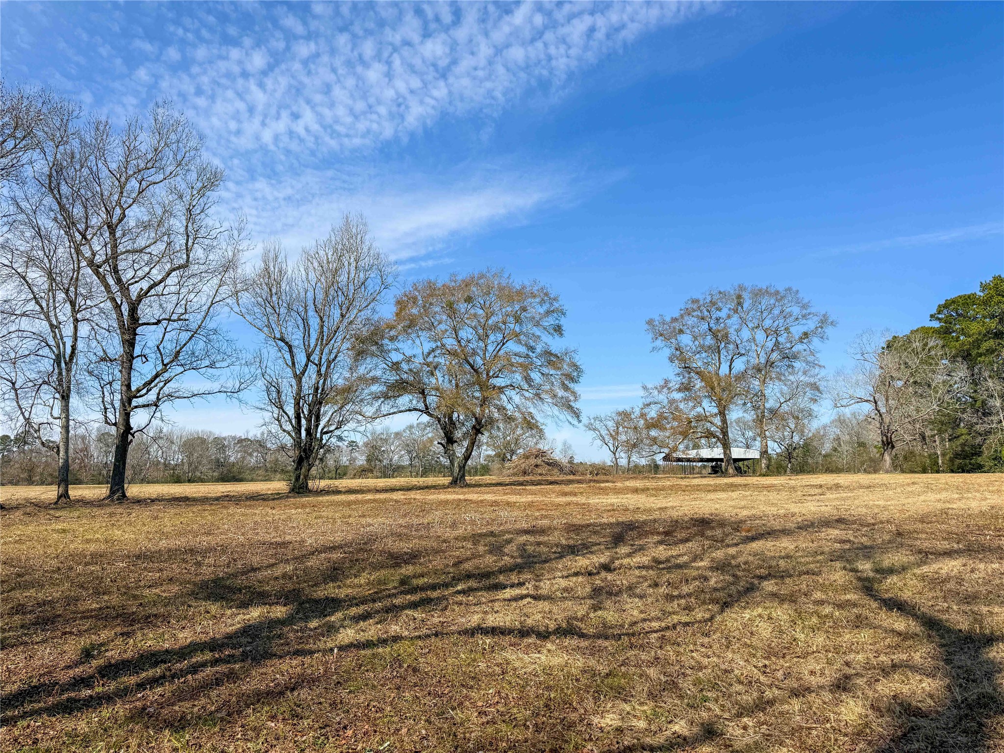 4 County Road 2780 Colmesneil, TX 75938 - Photo 10 of 50 a view of dirt yard with large trees