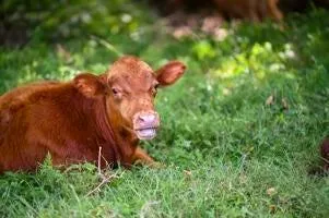 $1,085,000 | 610 South Hwy EE, El Dorado Springs, MO 64744