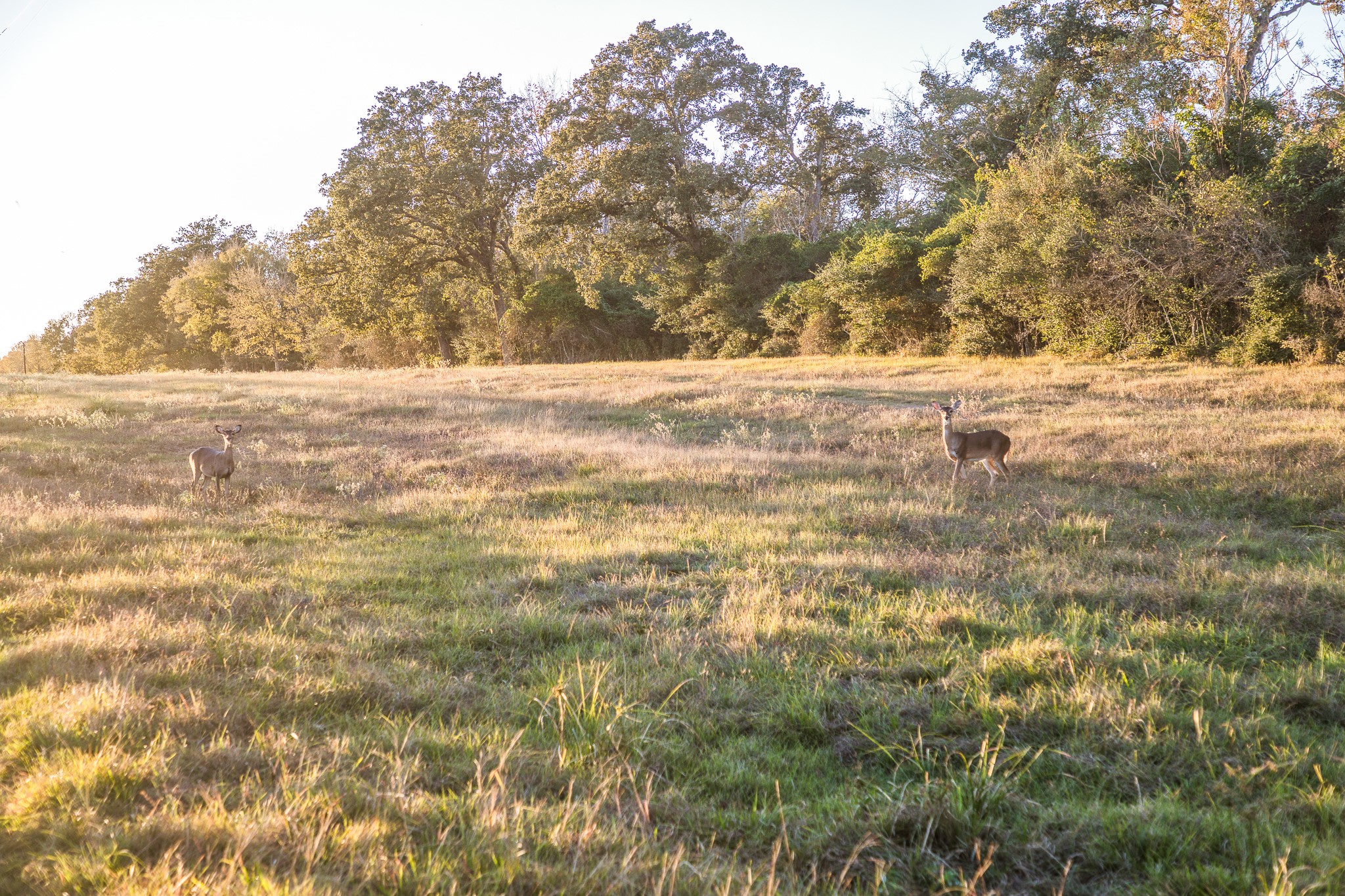 39761 Mesquite Hempstead, TX 77445 - Photo 39 of 46