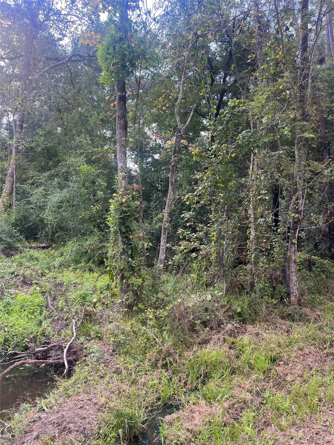 a view of a forest with trees