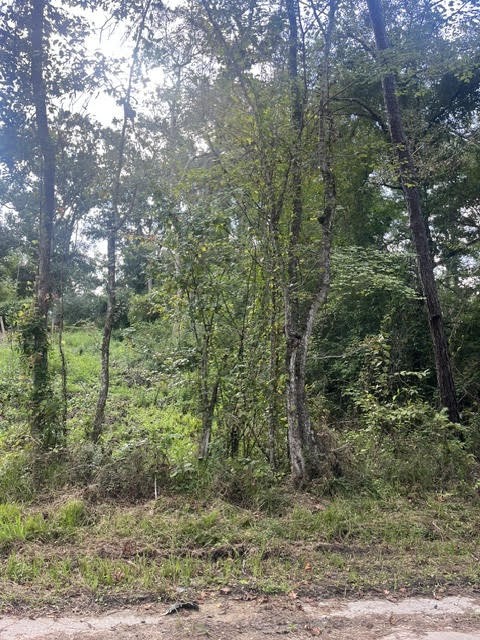 13181 Royal Springs Road Conroe, TX 77303 - Photo 9 of 10 a view of a forest filled with trees