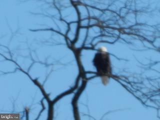 918 Wadesville Road Berryville, VA 22611 - Photo 32 of 45 Bald Eagle perched in Front Yard