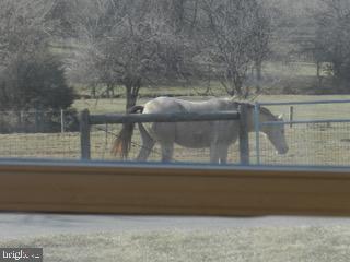 918 Wadesville Road Berryville, VA 22611 - Photo 37 of 45 Horses grazing view from the family room window