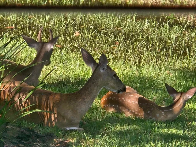 an aerial view of a house with outdoor space and street view