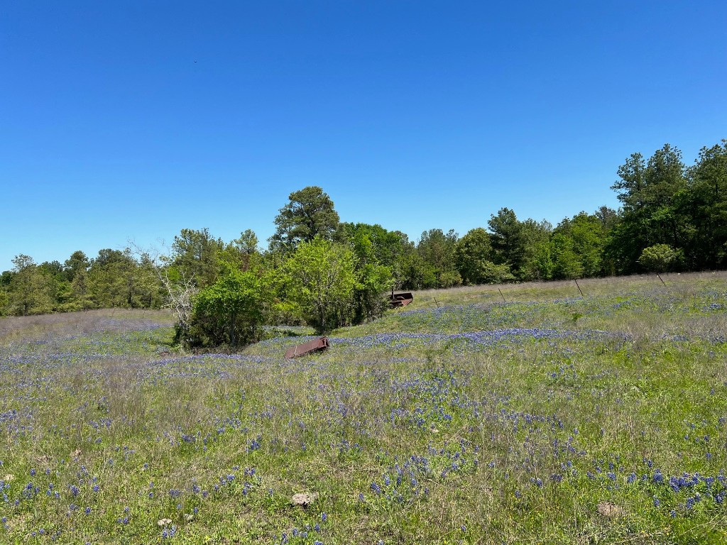 50 Acres Navasota, TX 77868 - Photo 12 of 21 a view of a field of grass and trees
