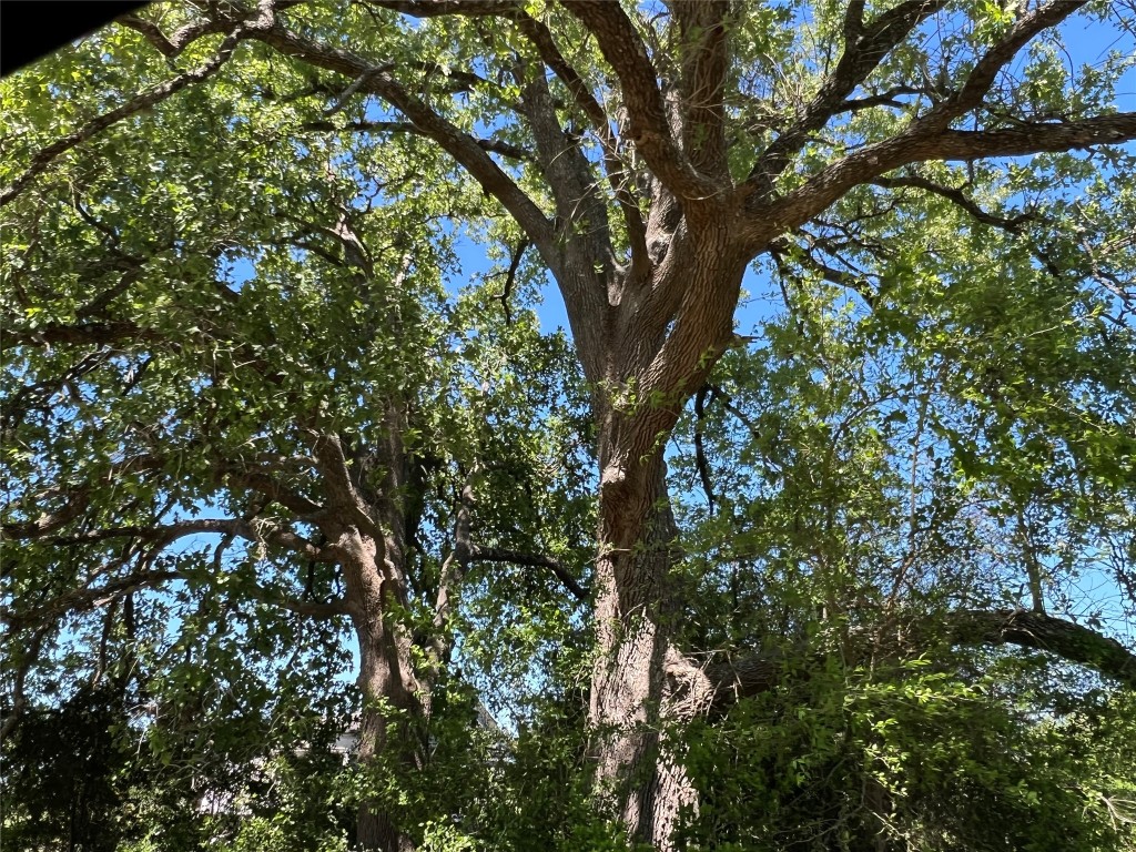 50 Acres Navasota, TX 77868 - Photo 15 of 21 a picture of tree