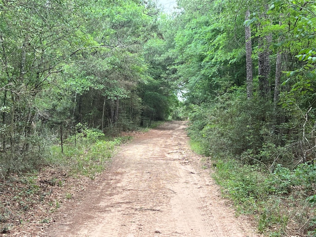 50 Acres Navasota, TX 77868 - Photo 17 of 21 a view of backyard with green space