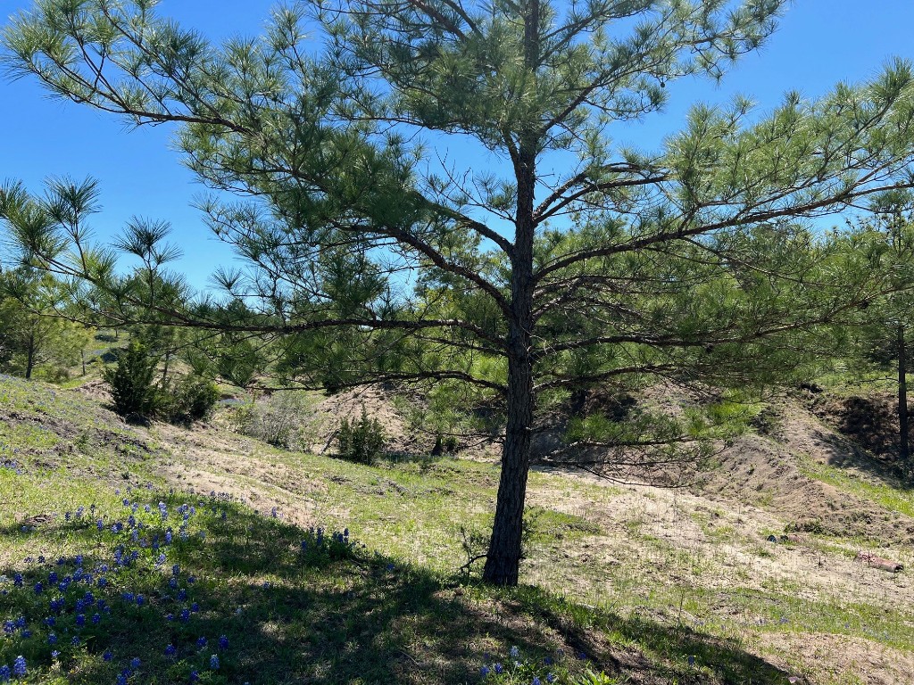 50 Acres Navasota, TX 77868 - Photo 9 of 21 a view of a tree in a yard