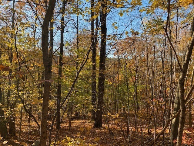 539 Fox Hill Road Bernardston, MA 01337 - Photo 2 of 4 a view of a forest