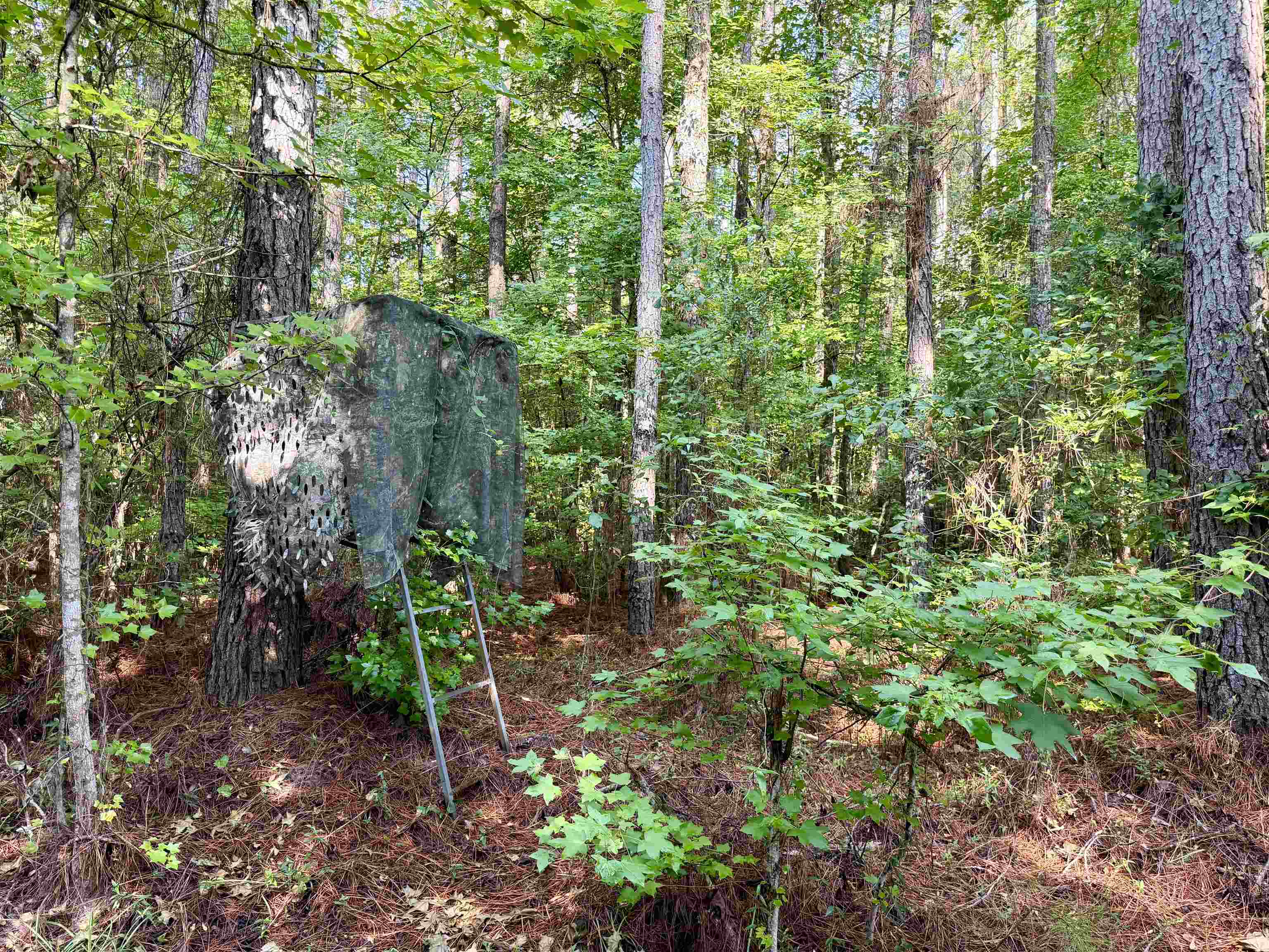 101.49-acres - Epps Road New Zion, SC 29111 - Photo 5 of 24