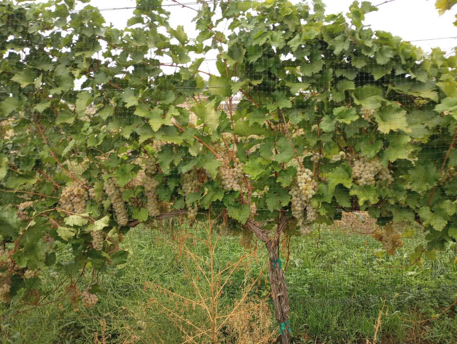 3107 A 1/2 Road Grand Junction, CO 81503 - Photo 11 of 15