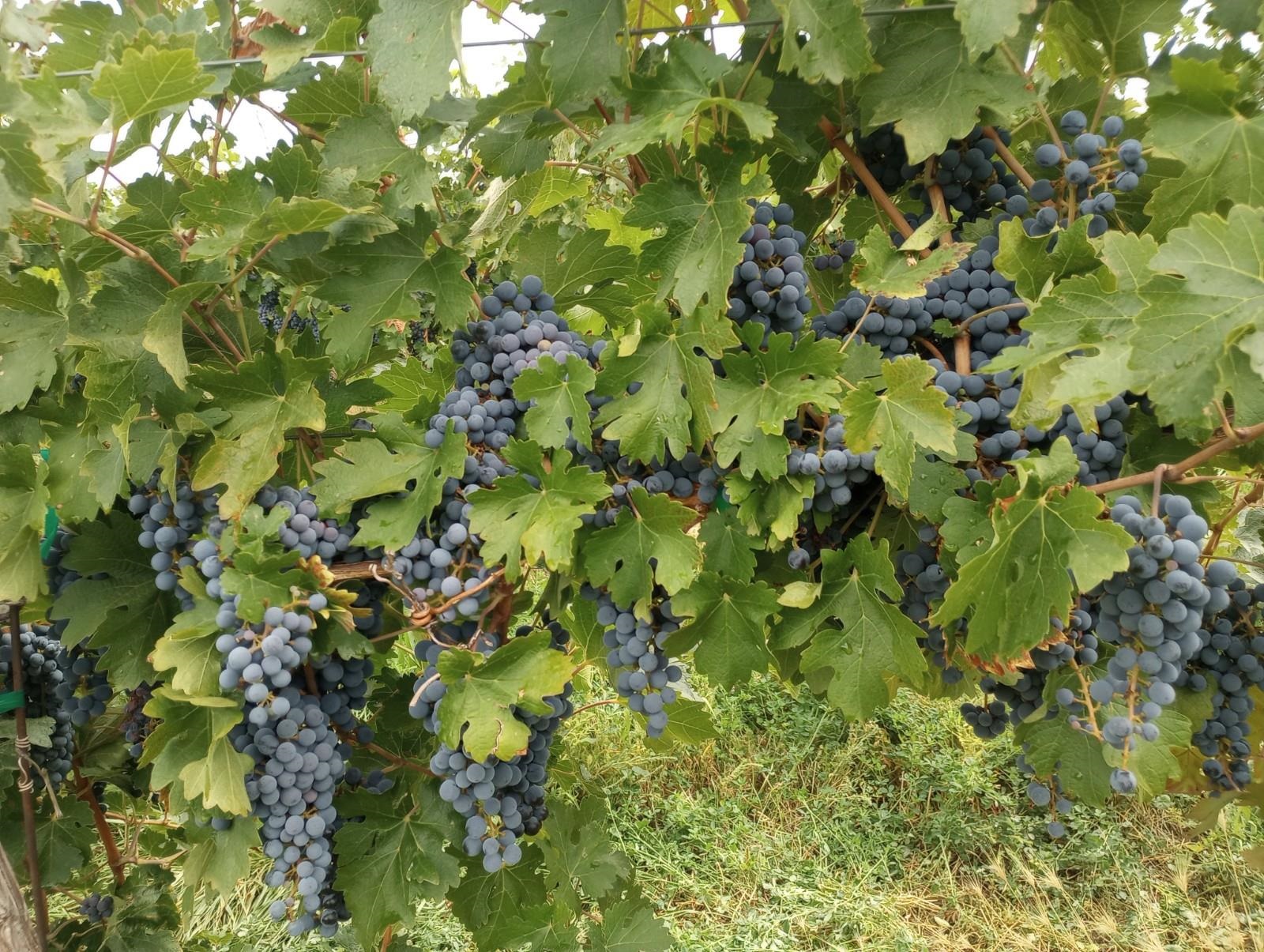 3107 A 1/2 Road Grand Junction, CO 81503 - Photo 12 of 15