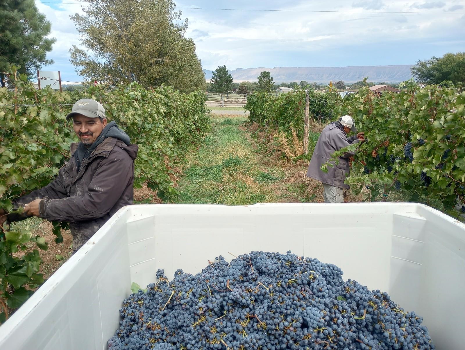3107 A 1/2 Road Grand Junction, CO 81503 - Photo 13 of 15
