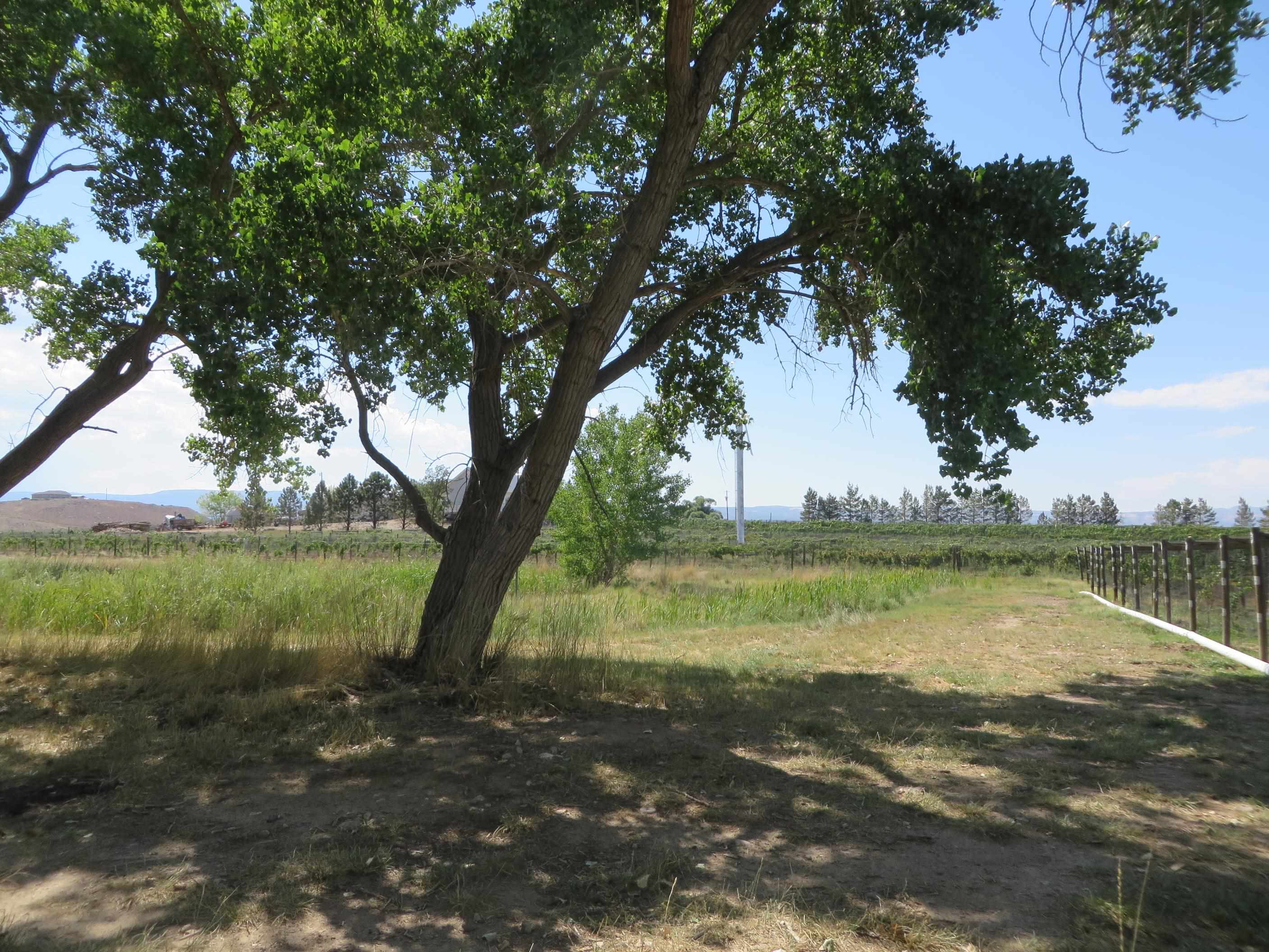 3107 A 1/2 Road Grand Junction, CO 81503 - Photo 8 of 15