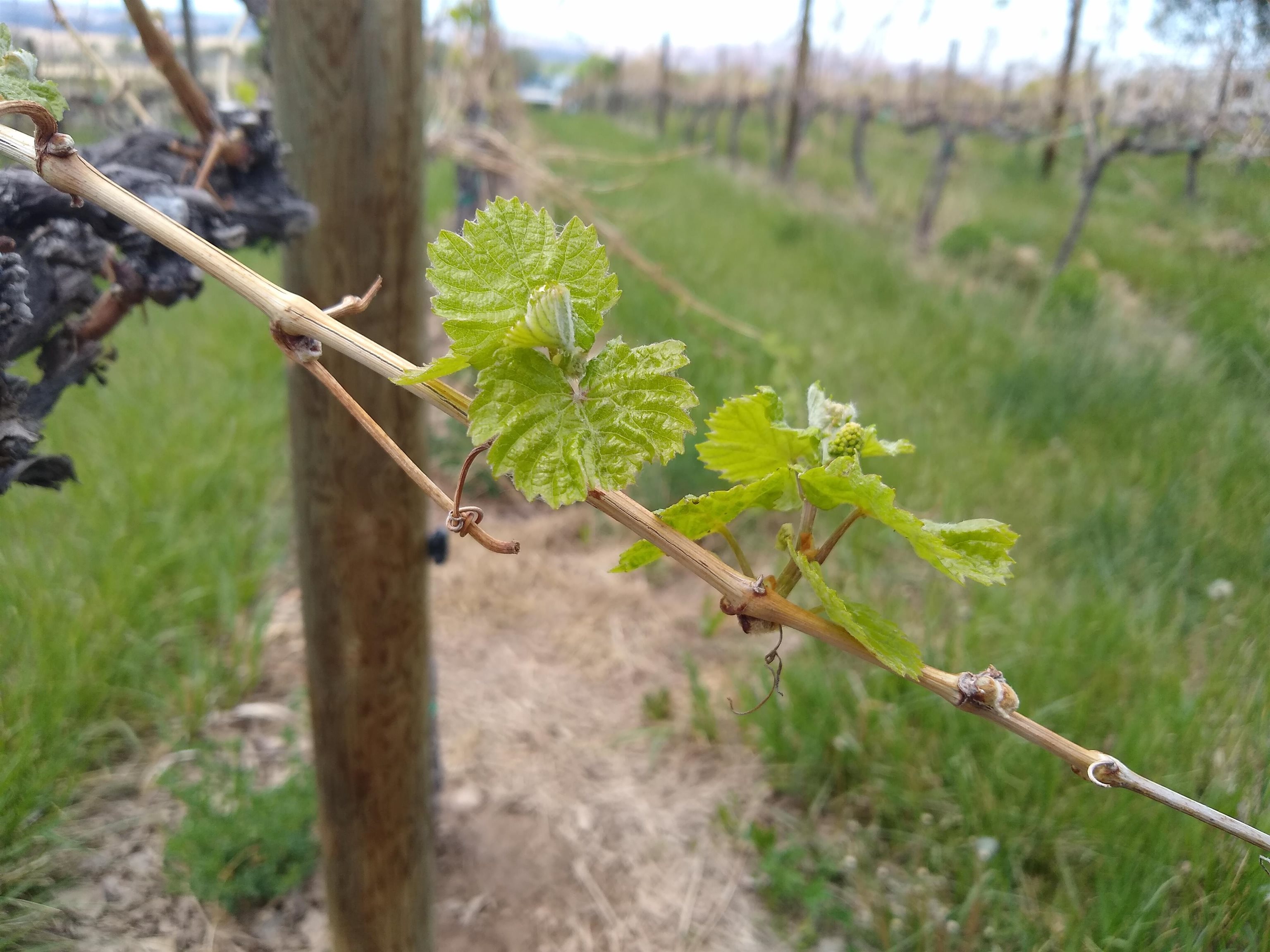 3107 A 1/2 Road Grand Junction, CO 81503 - Photo 10 of 15