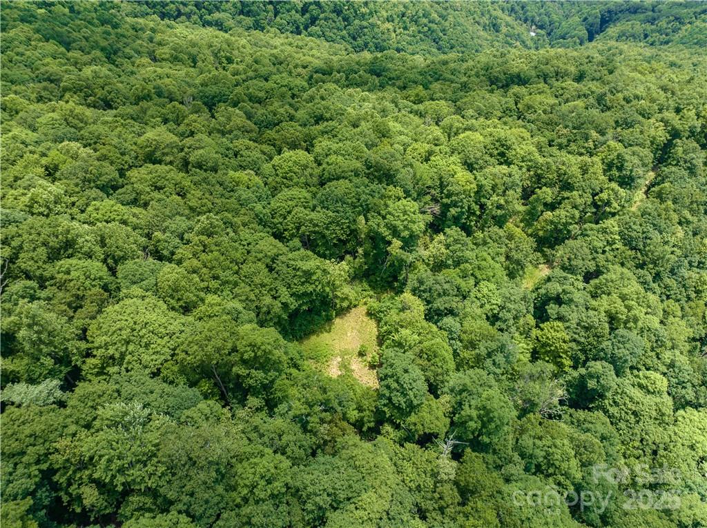 3168 Parris Branch Road, Unit 16 D E F Sylva, NC 28779 - Photo 2 of 8 a view of a lush green forest
