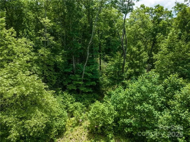 a view of a lush green forest