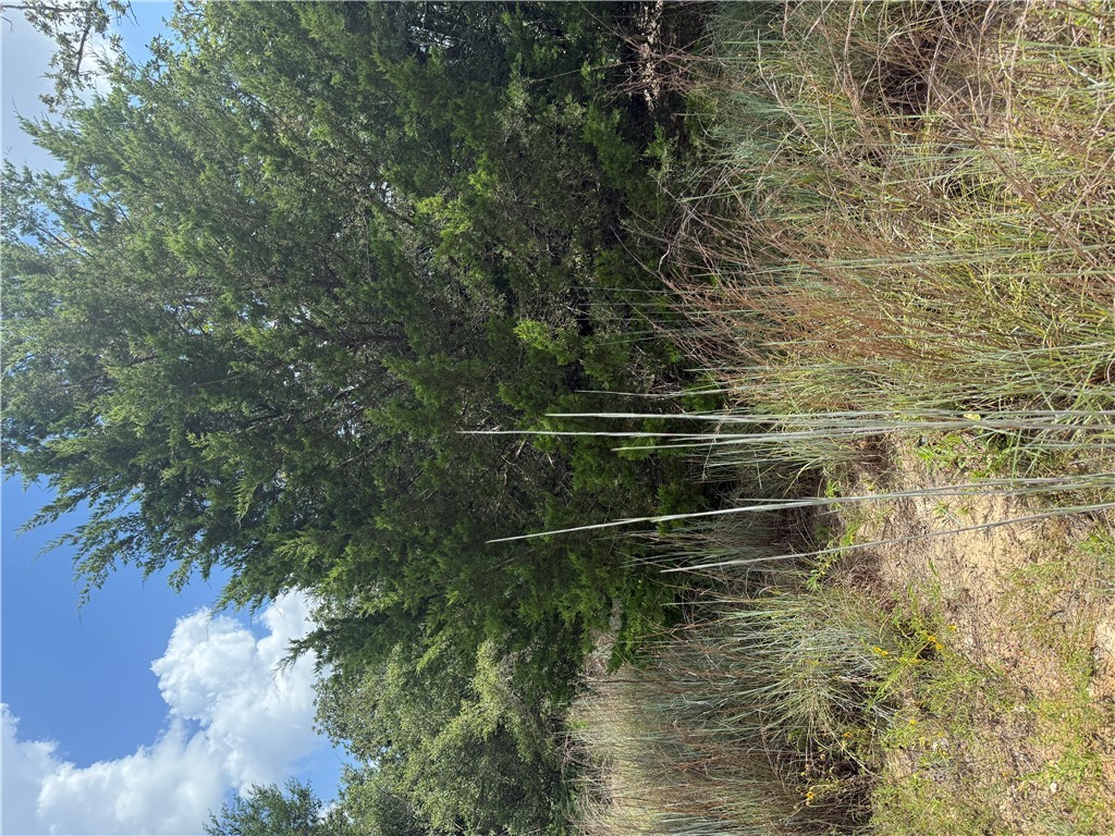 1163 Sugar Hill Road Caldwell, TX 77836 - Photo 11 of 20 a view of forest