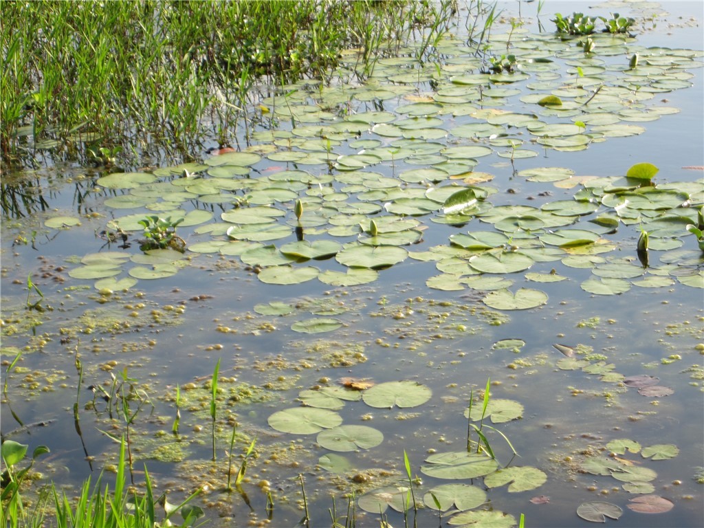 1163 Sugar Hill Road Caldwell, TX 77836 - Photo 19 of 20 a close up of a flowers