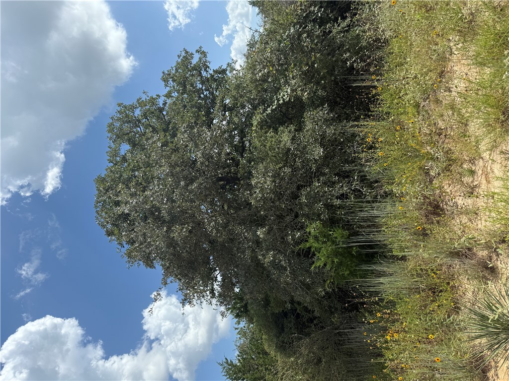 1163 Sugar Hill Road Caldwell, TX 77836 - Photo 2 of 20 a view of a lake view