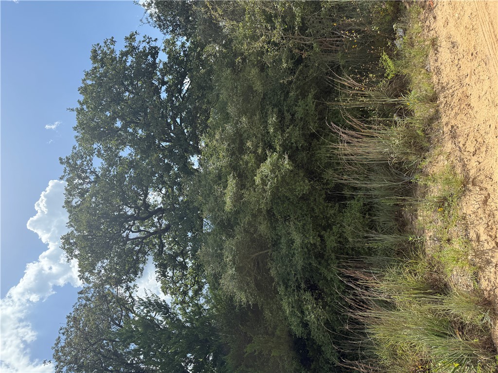 1163 Sugar Hill Road Caldwell, TX 77836 - Photo 4 of 20 a view of a forest