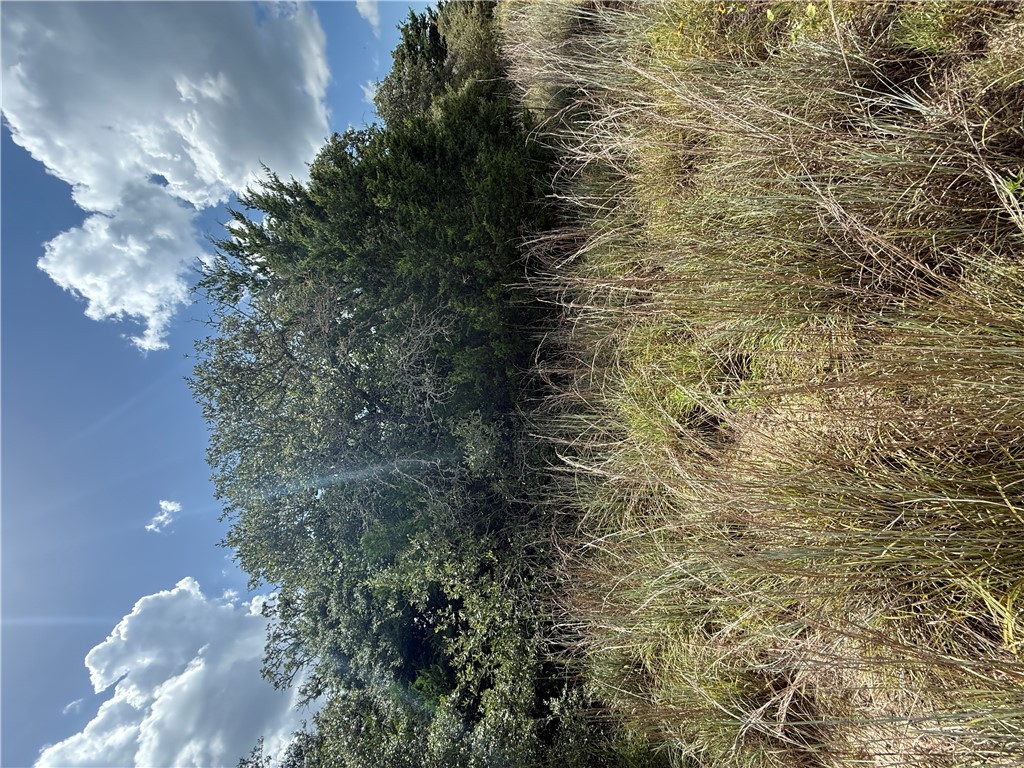 1163 Sugar Hill Road Caldwell, TX 77836 - Photo 5 of 20 a view of outdoor space and trees
