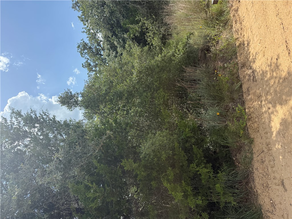 1163 Sugar Hill Road Caldwell, TX 77836 - Photo 7 of 20 a view of a yard with a tree