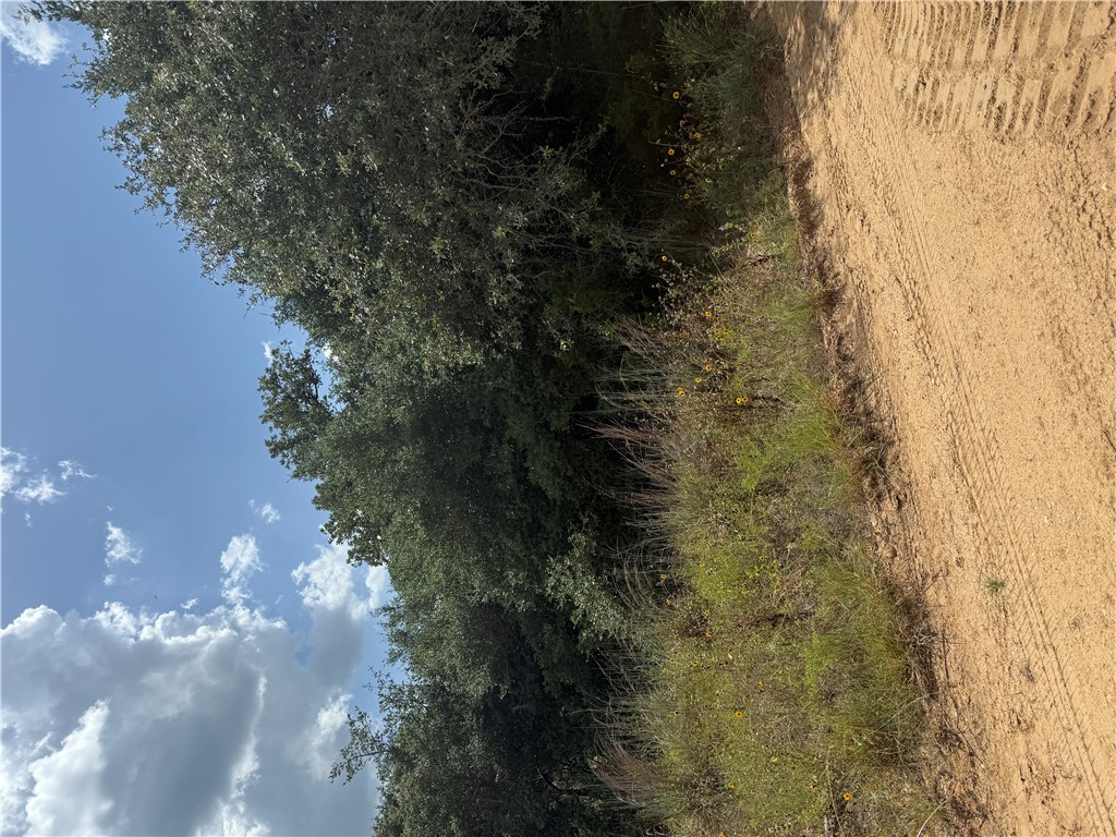 1163 Sugar Hill Road Caldwell, TX 77836 - Photo 8 of 20 a view of a yard