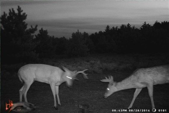 North Britt Road Hale, MI 48739 - Photo 3 of 8 3 Trail Cam-WR