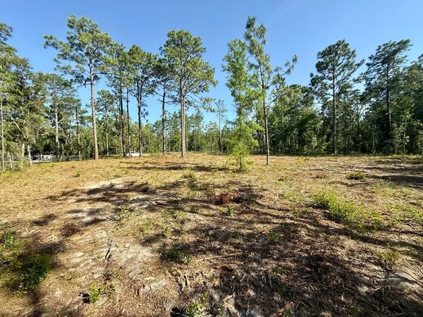 a view of a yard with trees