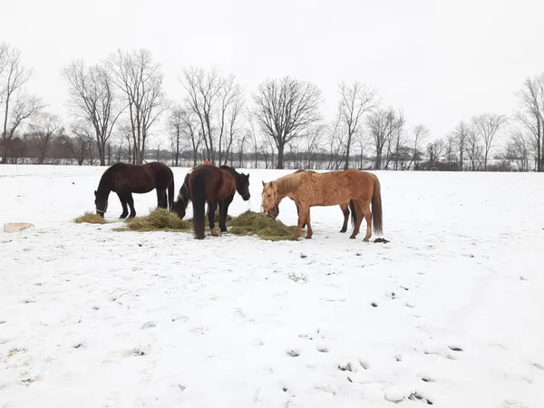 $1,374,900 | 16236 48th Avenue, Coopersville, MI 49404