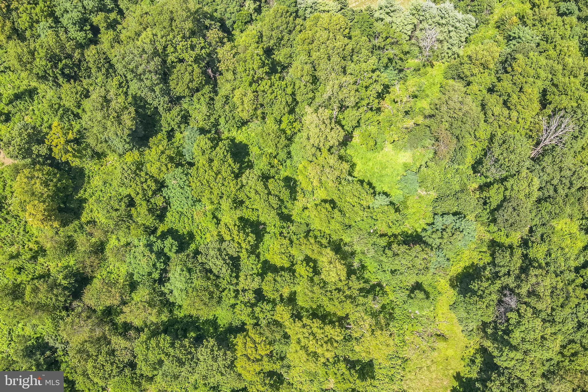 1683 Withers Larue Road Berryville, VA 22611 - Photo 3 of 9 a view of a big yard with plants and large trees
