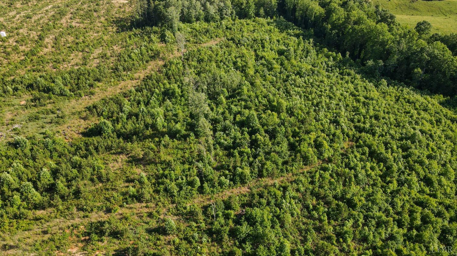 1653 Webb Mill Road Appomattox, VA 24522 - Photo 19 of 40 a view of a lush green forest with small trees