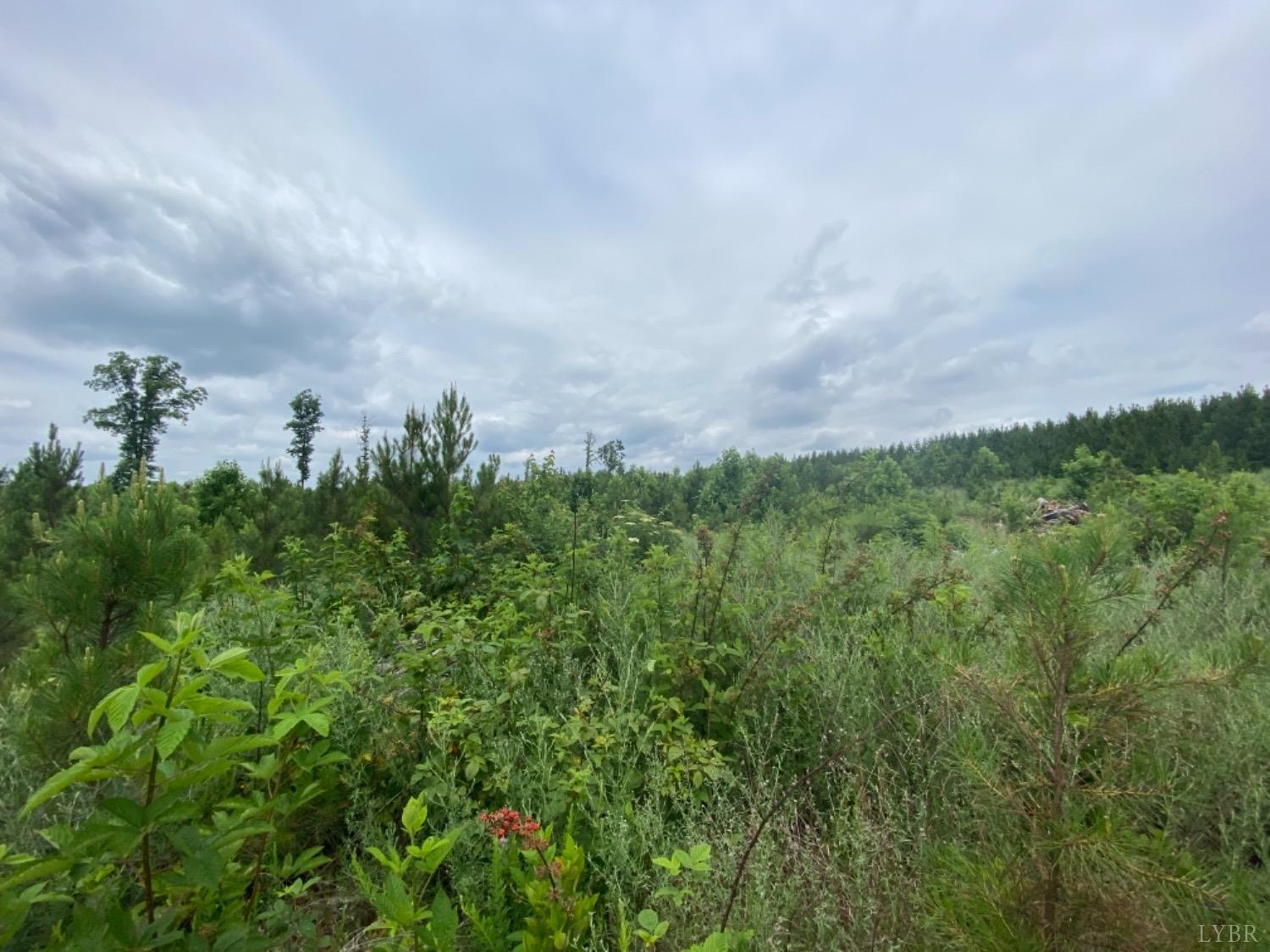 1653 Webb Mill Road Appomattox, VA 24522 - Photo 3 of 40 view of a bunch of trees