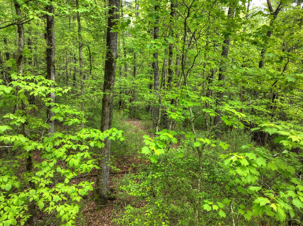 300 River Road Cherry Log, GA 30522 - Photo 81 of 119