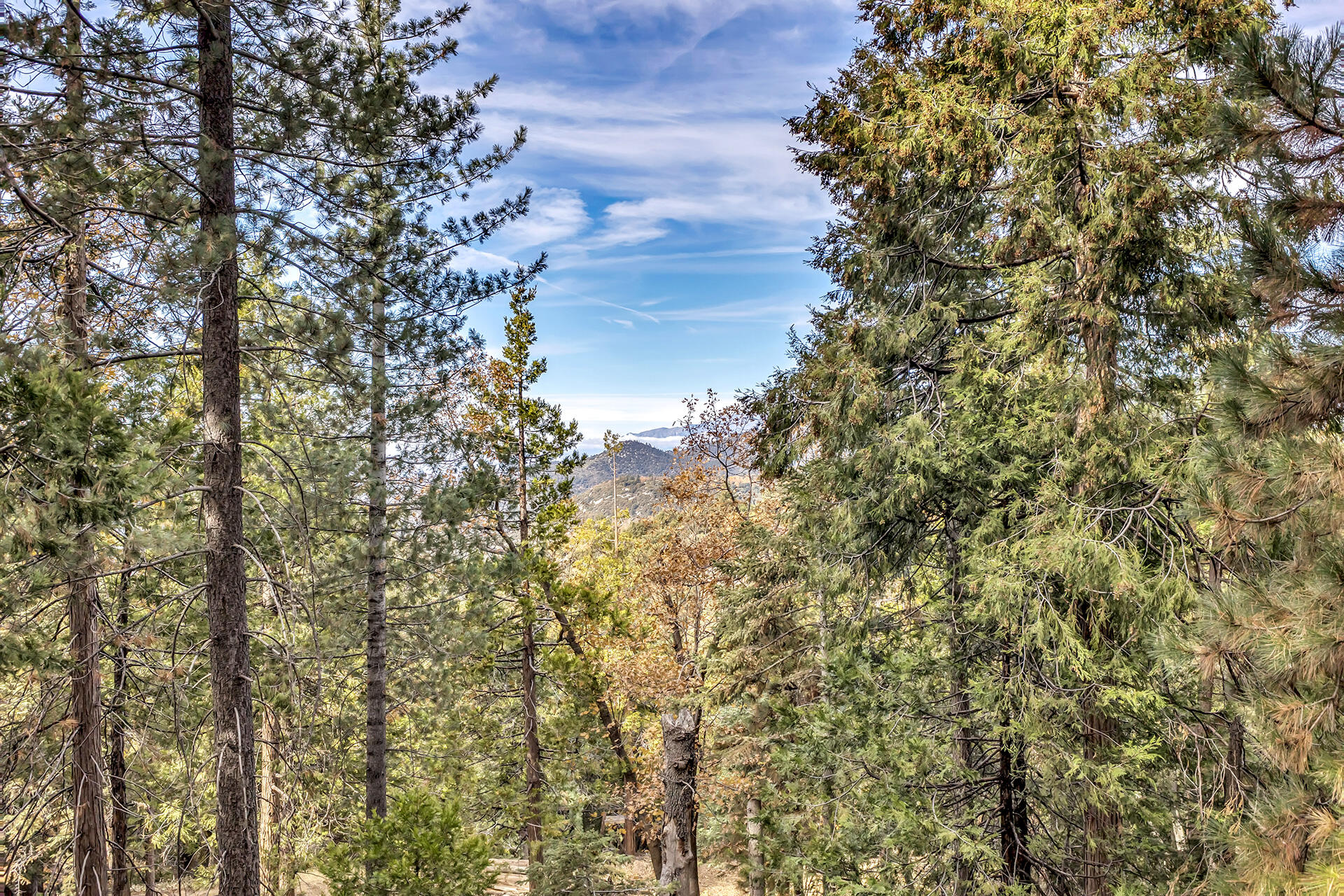 25121 Pine Cove Road Idyllwild, CA 92549 - Photo 30 of 65 a view of a yard