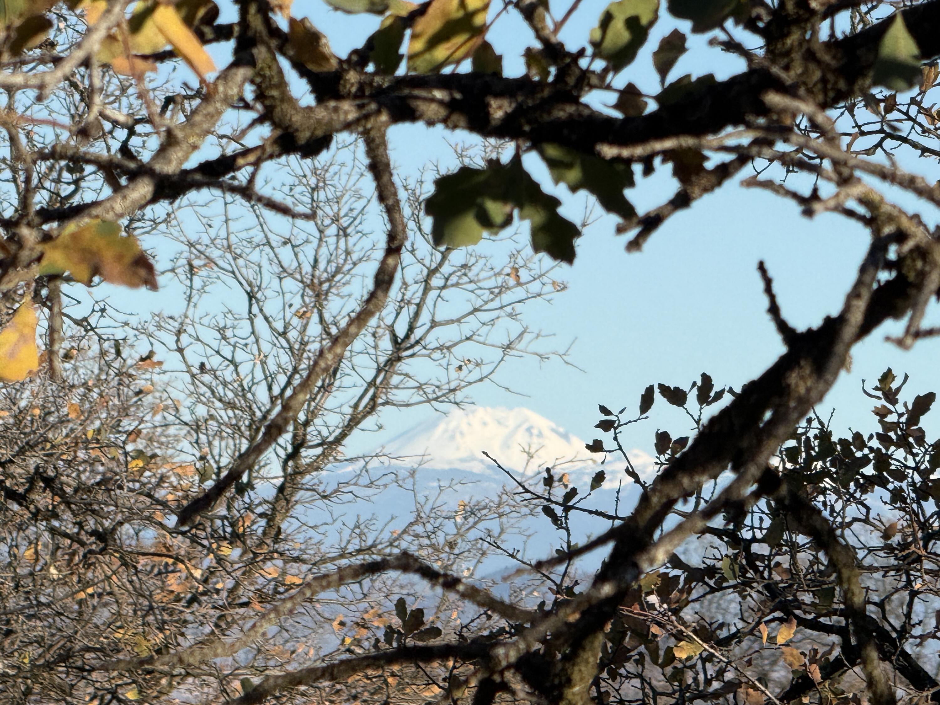 Nippy Lane Anderson, CA 96007 - Photo 7 of 21 IMG_1113
