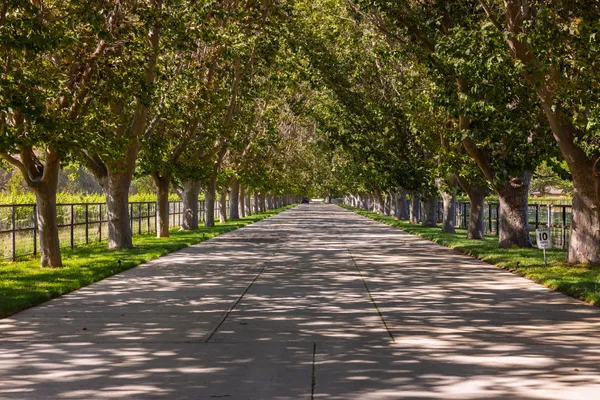 a view of a street with a trees