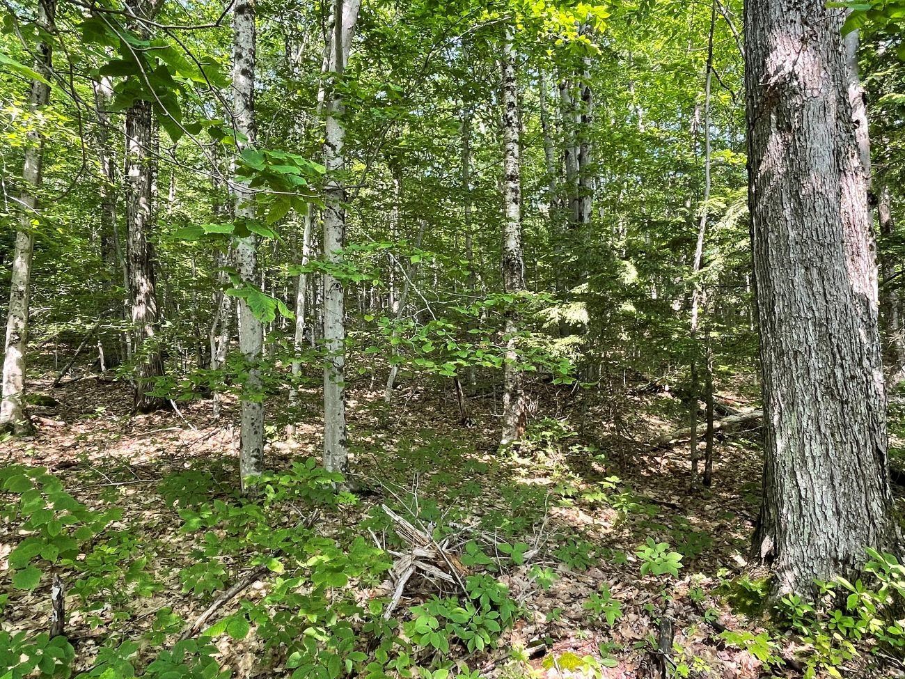 0 North Hidden Lake Road Stoddard, NH 03464 - Photo 12 of 17 Gallery Image 12