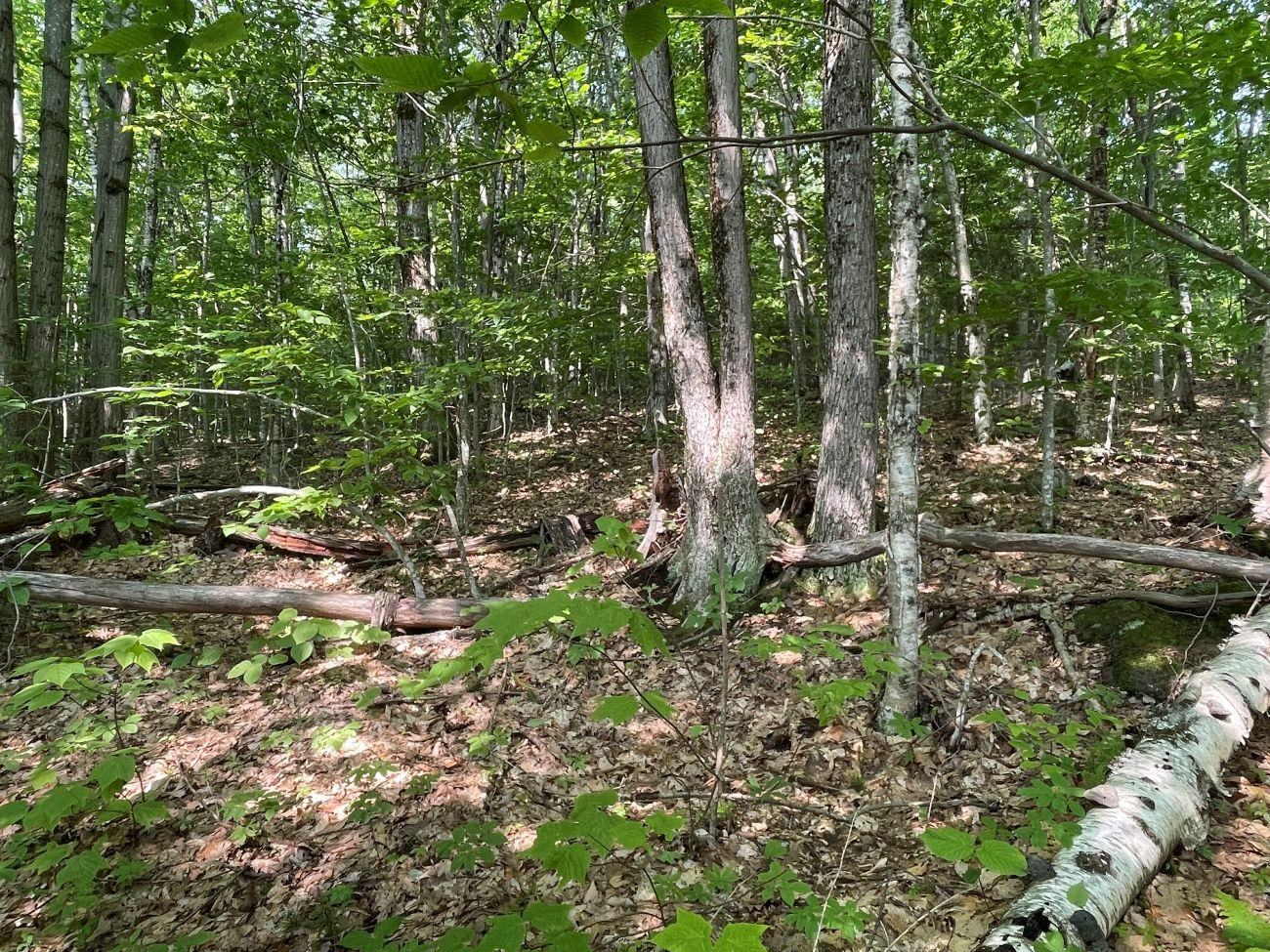 0 North Hidden Lake Road Stoddard, NH 03464 - Photo 4 of 17 Gallery Image 4