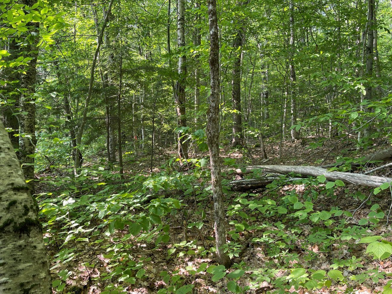 0 North Hidden Lake Road Stoddard, NH 03464 - Photo 5 of 17 Gallery Image 5
