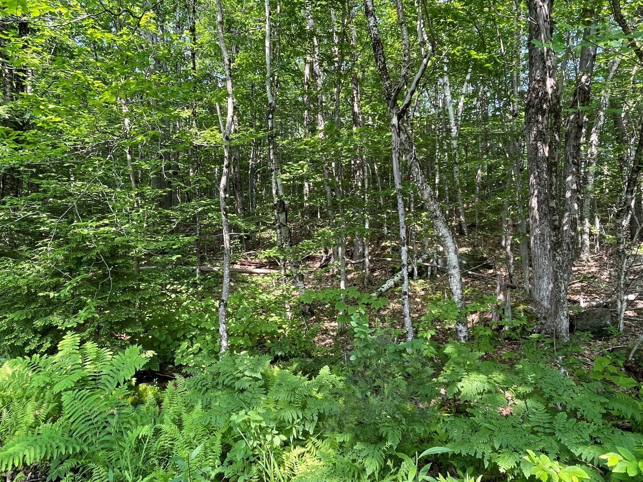 0 North Hidden Lake Road Stoddard, NH 03464 - Photo 8 of 17 Gallery Image 8